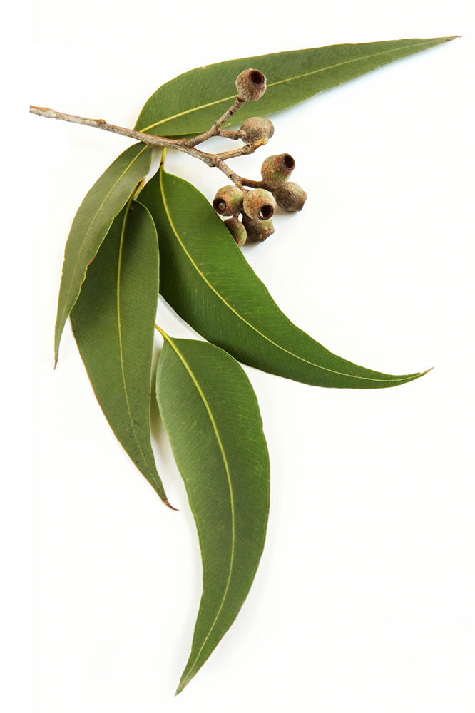 doTERRA Eucalyptus Essential Oil